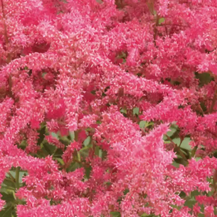 Astilbe x arendsii 'Astary Rose Red' (2)