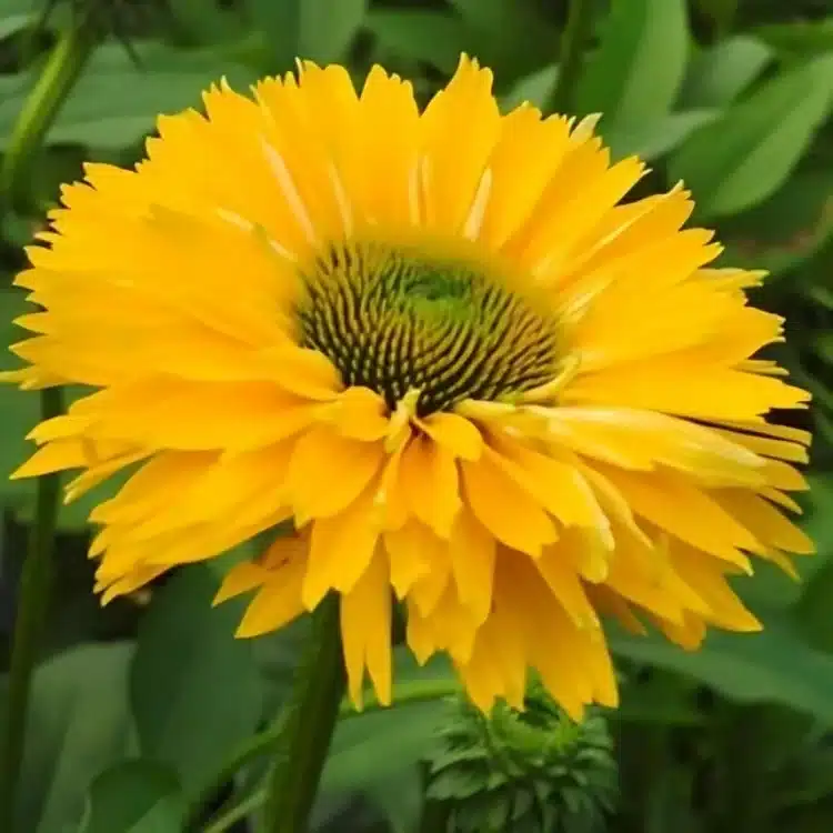 Echinacea 'Sunseekers Golden Sun' (Coneflower) (1)