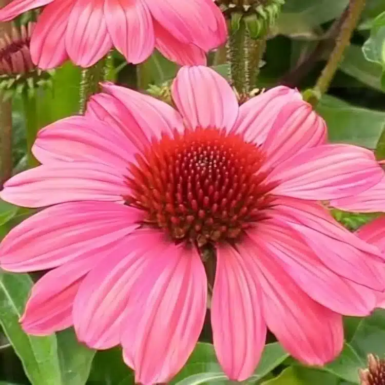 Echinacea 'Sunseekers Hot Pink' (1)