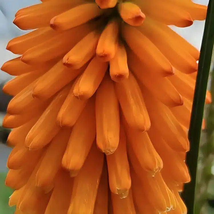 Kniphofia x hybrid 'Pyromania Orange Blaze' (1)