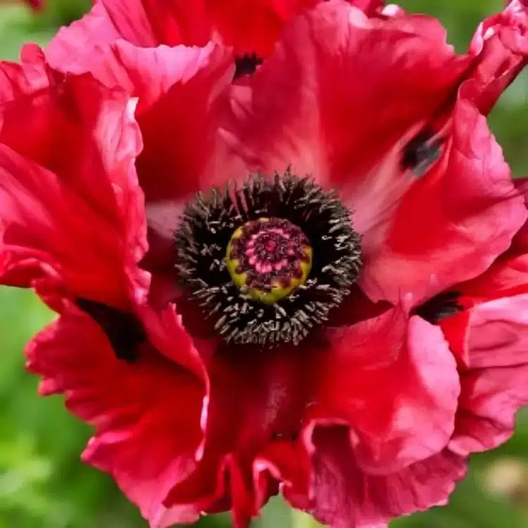 Papaver orientale Red Rumble (2)