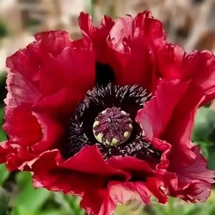 Papaver orientale Red Rumble (3)