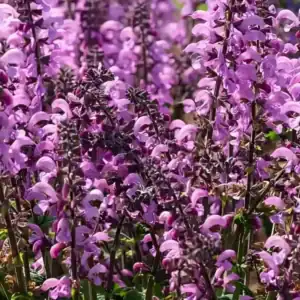 Salvia 'Fashionista Pretty in Pink' (1)