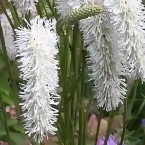 Sanguisorba hakusanensis 'White Brushes' (1)