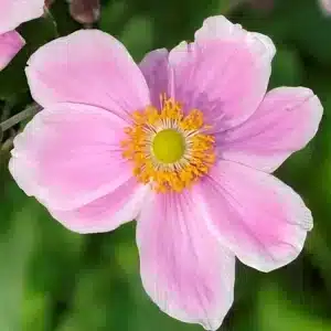 anemone royal blush (1)