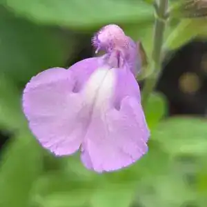 Salvia ‘Regal Lavender’