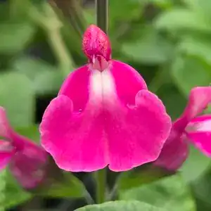 Salvia 'Regal Rose'