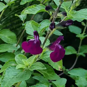 Salvia Golden Roseine 2