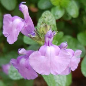 Salvia Regal Lavender