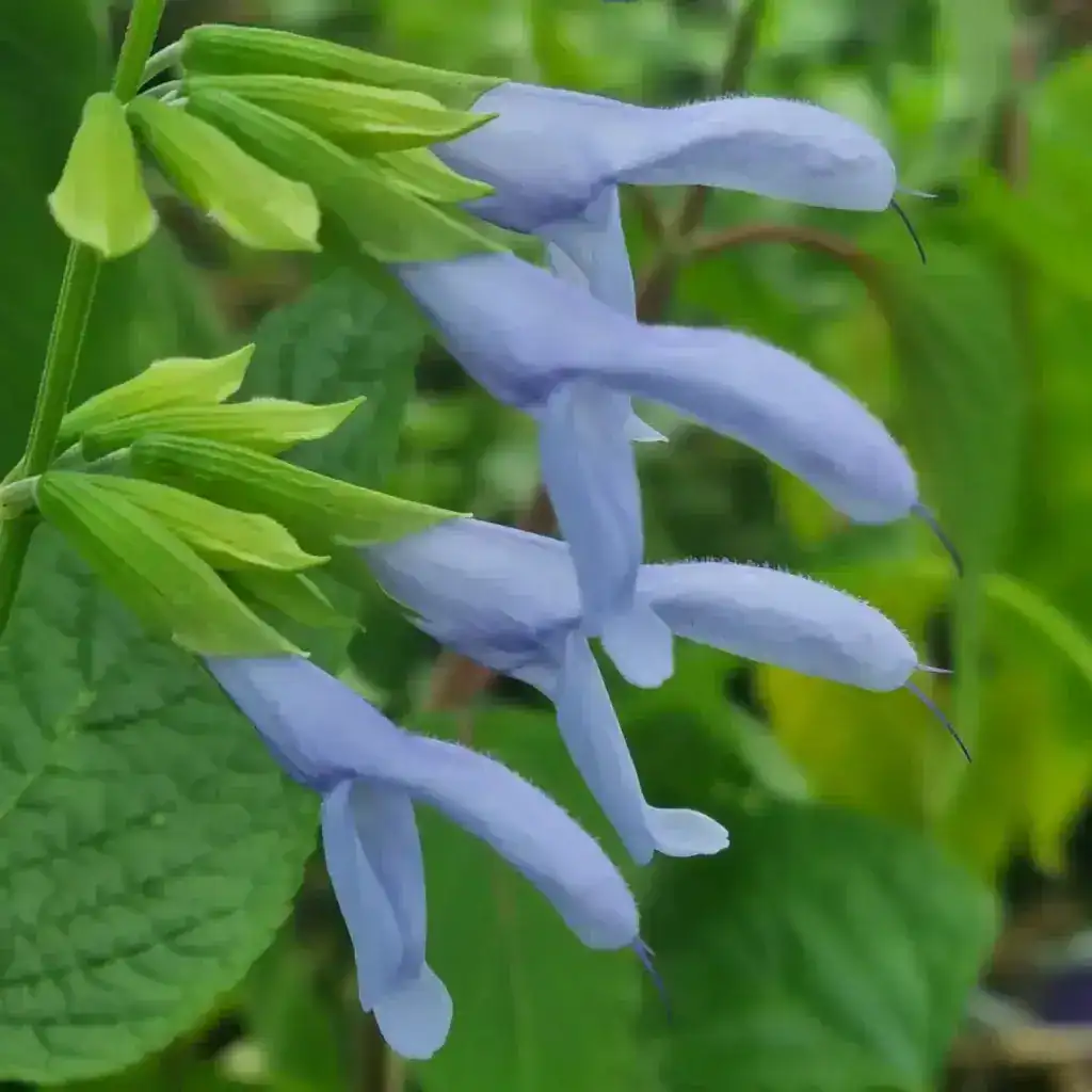 Salvia guaranitica 'Argentina Skies' (8)
