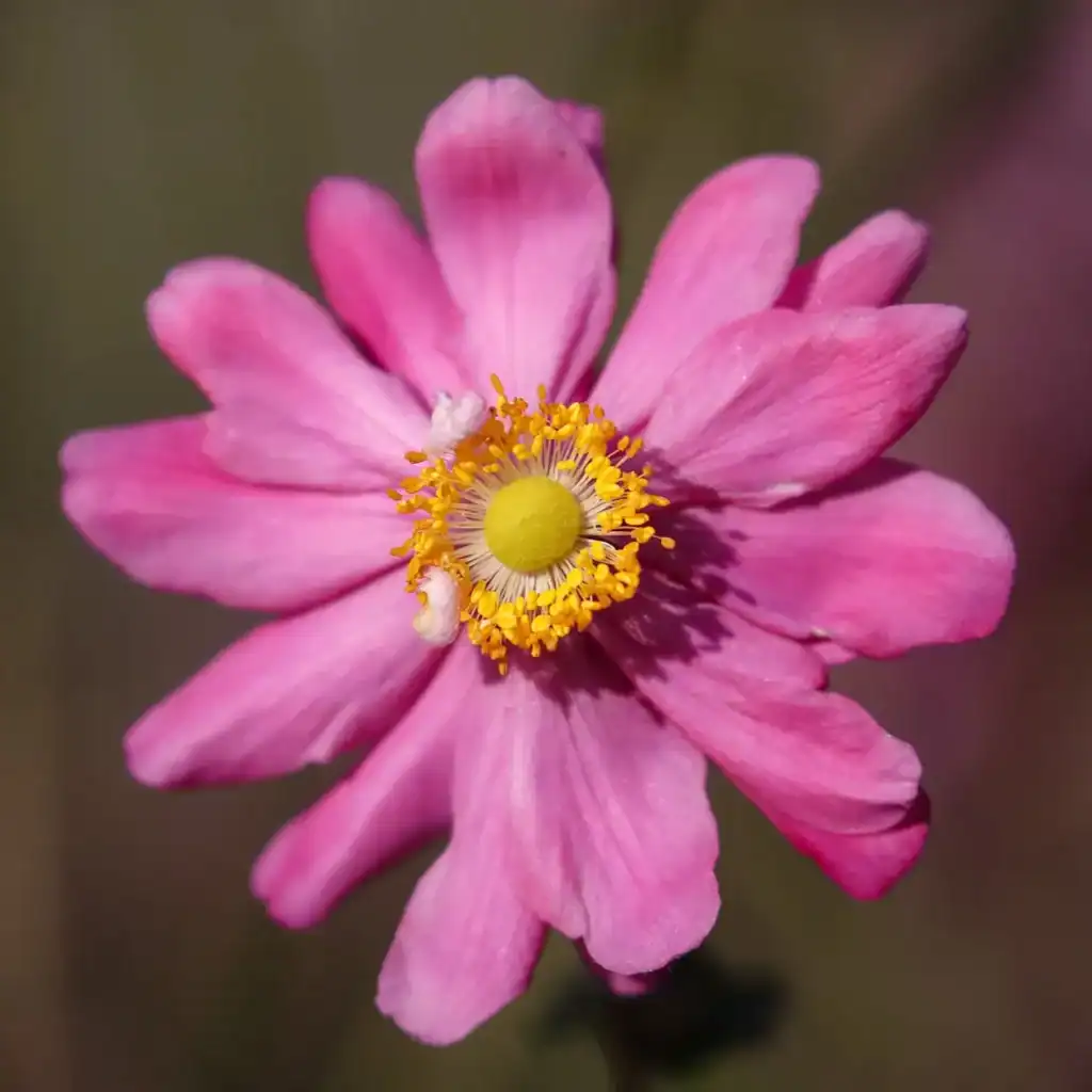 Anemone hupehensis var. japonica ‘Bressingham Glow’ (Japanese Anemone) growing in a garden border — Middleton Nurseries, Staffordshire