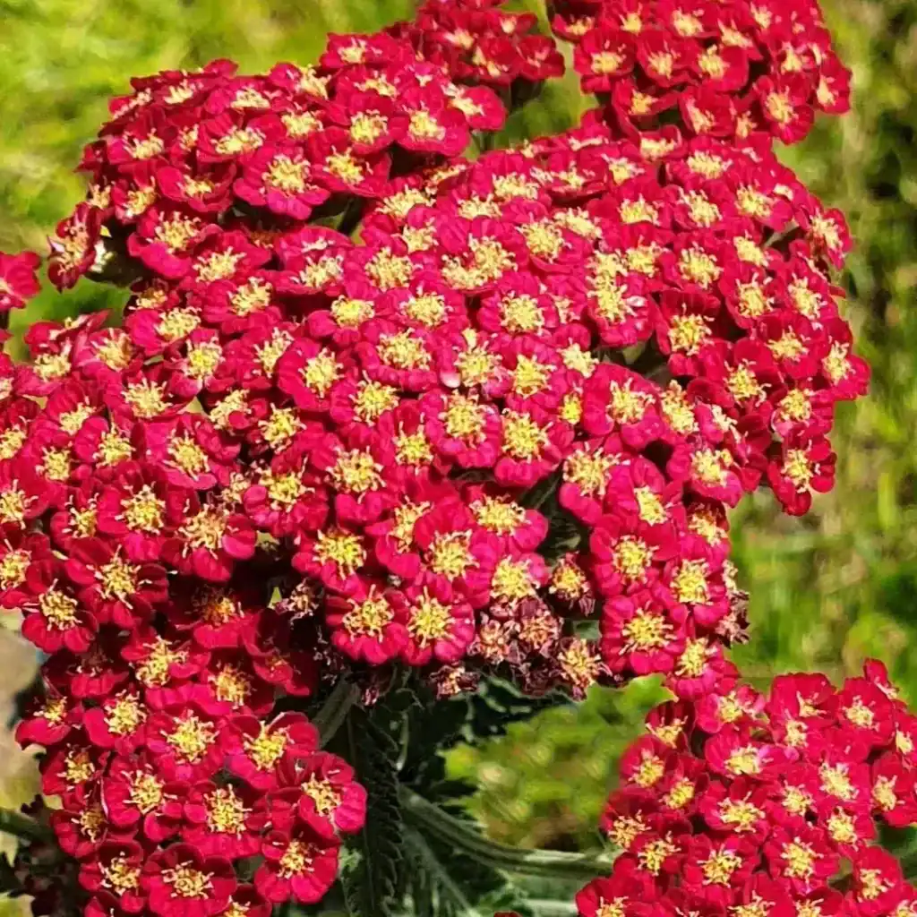 Achillea Sassy Summer Sangria 1