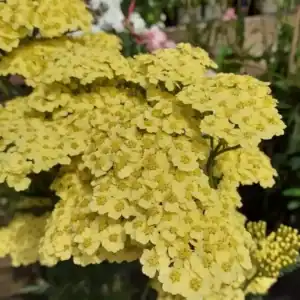 Buy Achillea plants