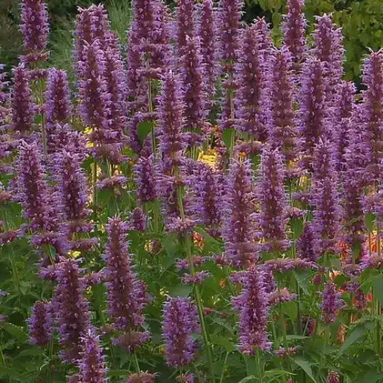 Agastache 'Blue Boa' (Anise Hyssop) - Middleton Nurseries
