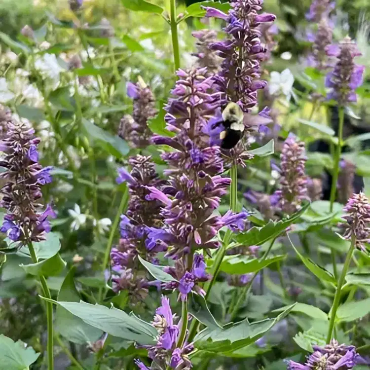 Agastache 'Blue Boa' (Anise Hyssop) | Middleton Nurseries