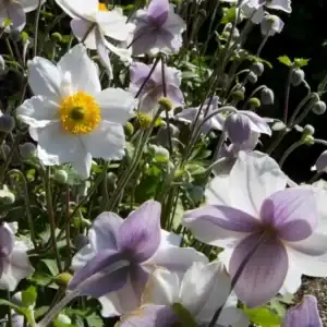 Anemone Plants