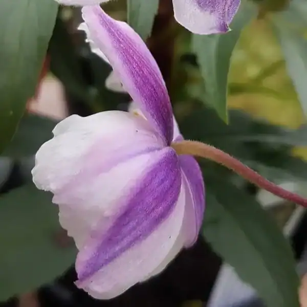 Anemone Rupicola 'Wild Swan' (Windflower) | Buy Online UK