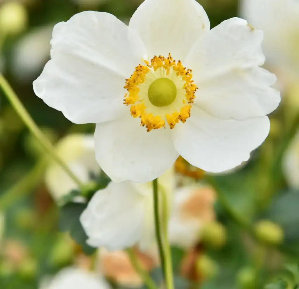 Anemone x hybrida Little Breeze Snow 2