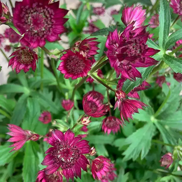 Astrantia major 'Burgundy Manor' - Middleton Nurseries