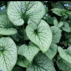 Brunnera macrophylla ‘Silver Heart’ (Siberian Bugloss) plant ready for delivery — Middleton Nurseries