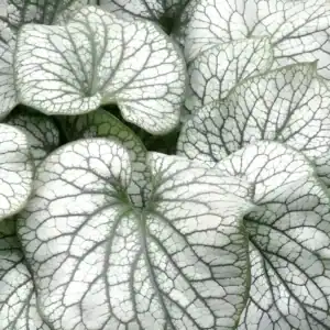 Brunnera macrophylla ‘Alexander’s Great growing in a garden border — Middleton Nurseries, Staffordshire