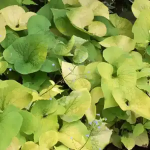 Brunnera macrophylla ‘Diane’s Gold’ in full bloom — specialist nursery plant, Middleton Nurseries