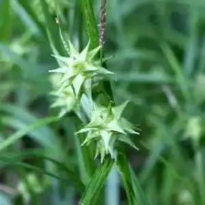 Carex grayi (Mace Sedge) flowering in the garden — Middleton Nurseries