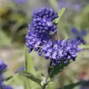 Caryopteris × clandonensis Kew Blue