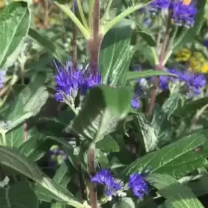 Caryopteris x clandonensis Dark Knight