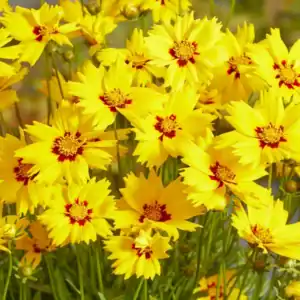 Coreopsis Solar Mellow