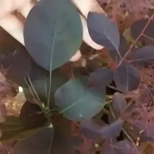 Cotinus coggygria Dusky Maiden