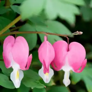 Dicentra Spectabilis ‘Valentine Bleeding Heart