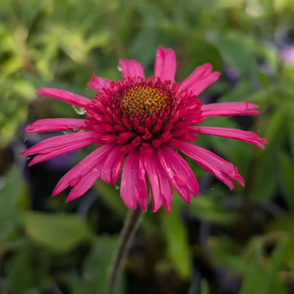 Echinacea Plants