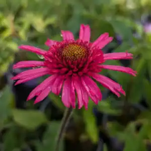 Echinacea Plants