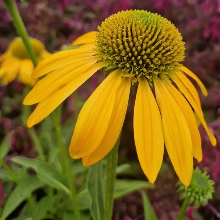 Echinacea Lakota Yellow Coneflower 3x 1 Litre 11cm Pot