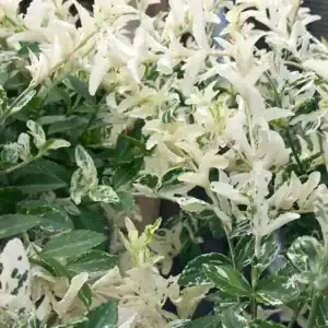 Euonymus fortunei Harlequin 3