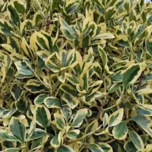 Euonymus japonicus Bravo 1