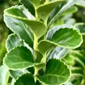 Euonymus japonicus Golden Rocket 1