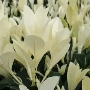 Euonymus japonicus Himalaya 3