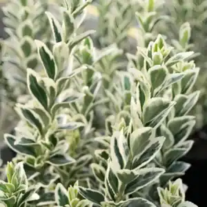 Euonymus japonicus White Spire 3