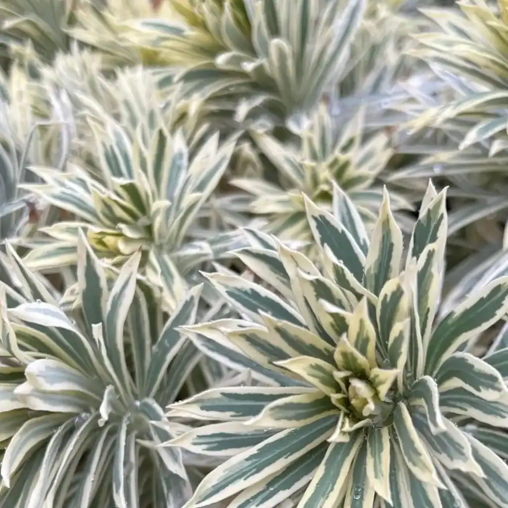 Euphorbia characias Tasmanian Tiger 2