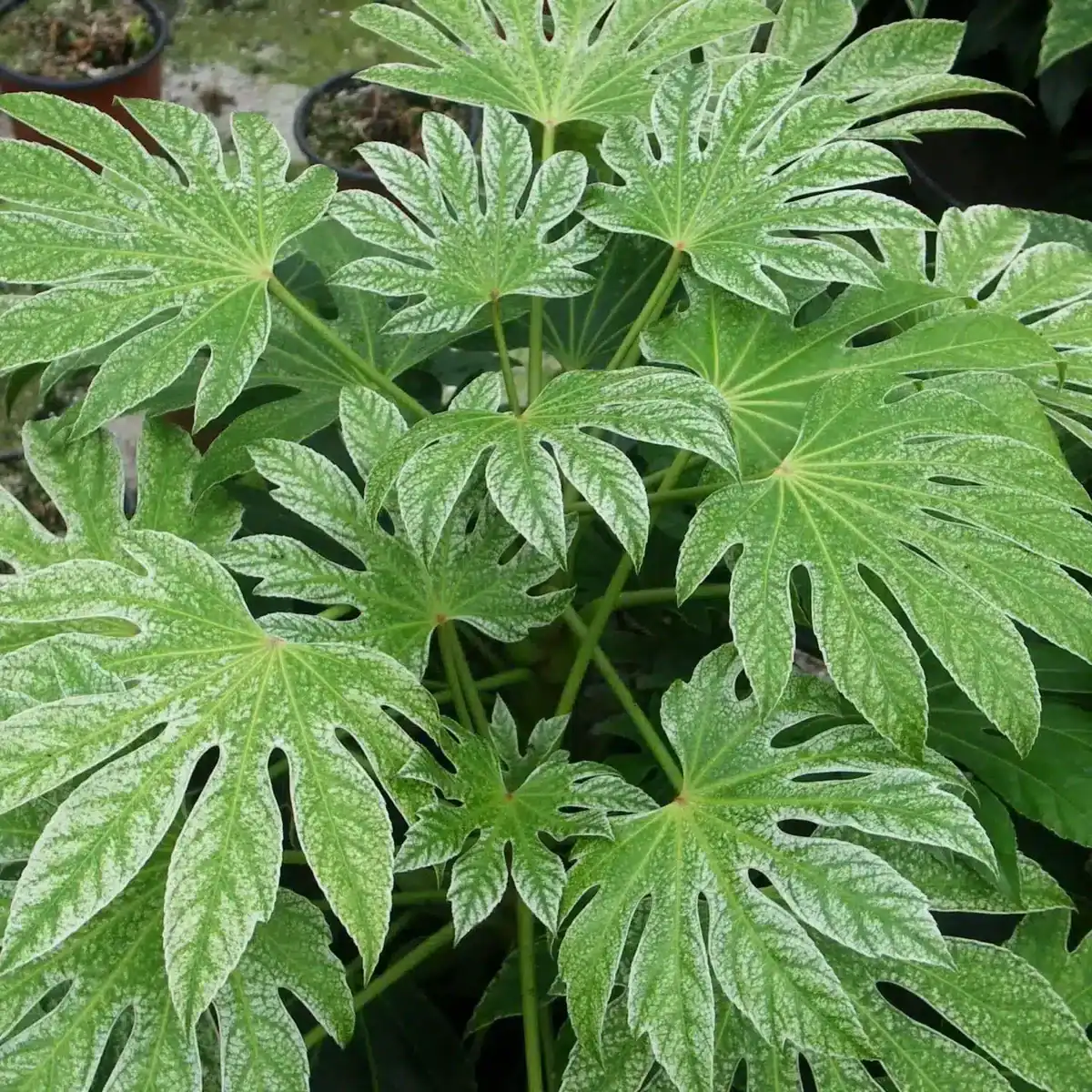 Fatsia Japonica Spider s Web Speckled Japanese Aralia Middleton fatsia-japonica-spider-s-web-speckled-japanese-aralia-middleton