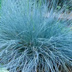 Festuca glauca ‘Intense Blue’ in full bloom — specialist nursery plant, Middleton Nurseries