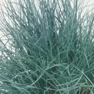 Festuca valesiaca ‘Buddy Blue’ in full bloom — specialist nursery plant, Middleton Nurseries