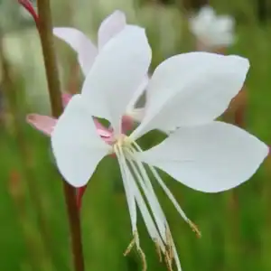 best selling perennials