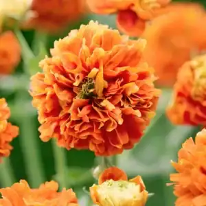 Geum ‘Orange Pumpkin’ growing in a garden border — Middleton Nurseries, Staffordshire