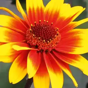 Rudbeckia x hybrida ‘Summerdaisy’s Red Bicolour’ plant ready for delivery — Middleton Nurseries