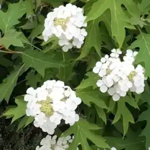 Hydrangea Ice Crystal 1