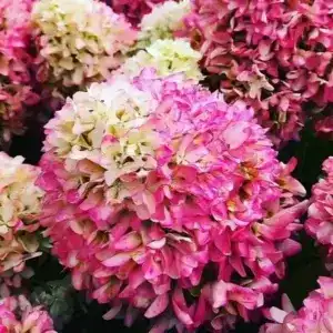 Hydrangea paniculata Little Fresco 3