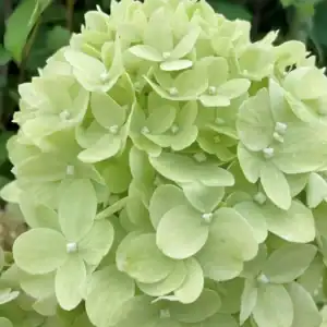 Hydrangea paniculata Little Lime 2